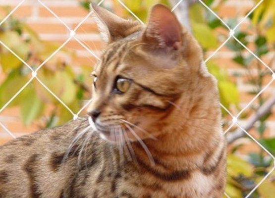 mallas-gato.jpg